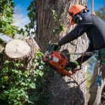 Tree Services