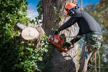 The Benefits of a Tree Service